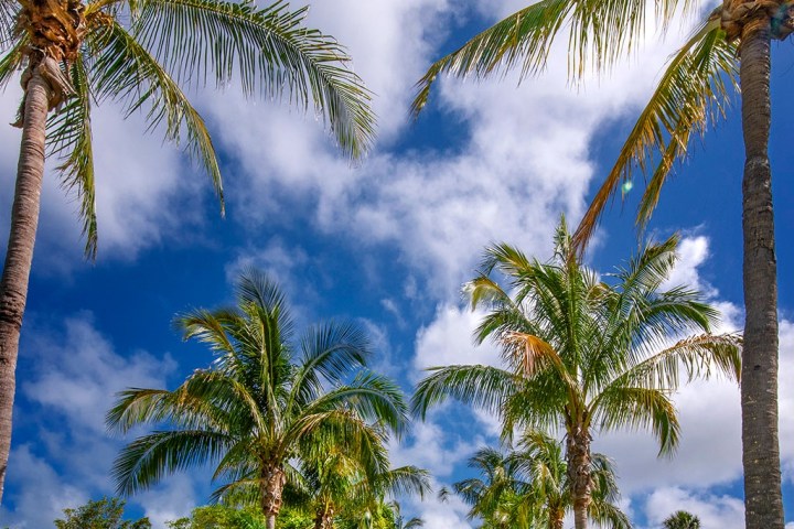 a tree in front of a palm tree