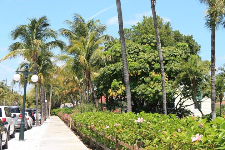 a group of palm trees