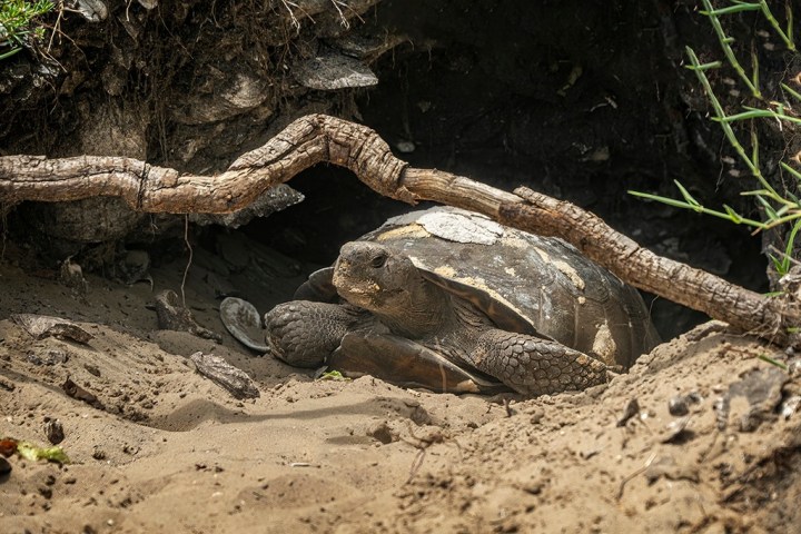 a reptile lying in the dirt