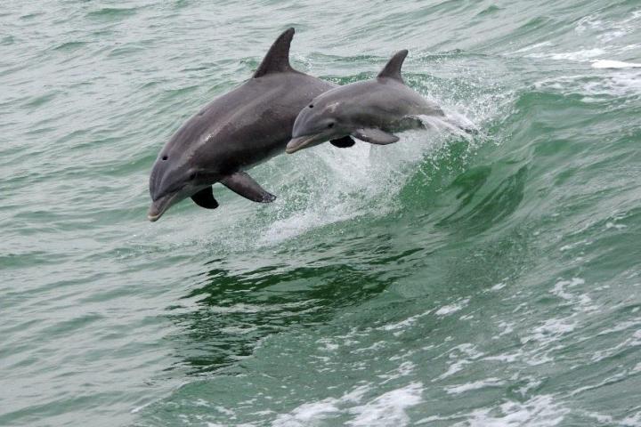 a dolphin jumping out of the water