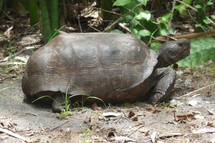 a turtle in the grass
