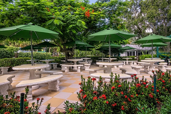 a close up of a flower garden