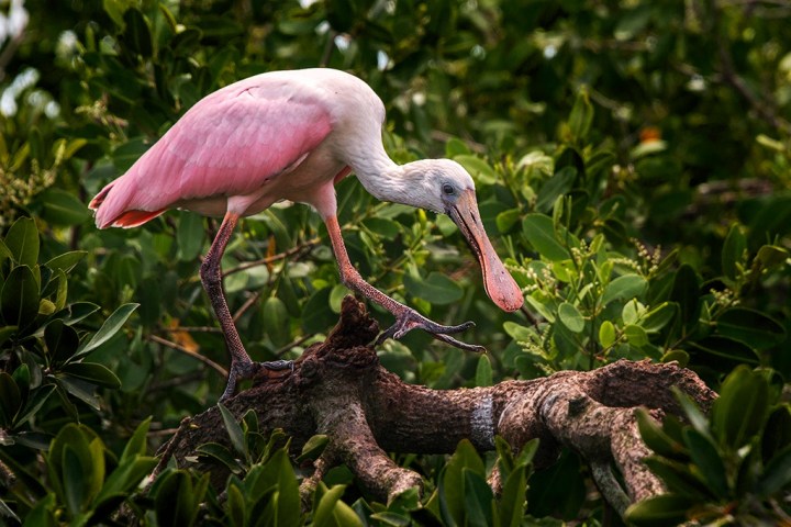 a bird standing on a branch