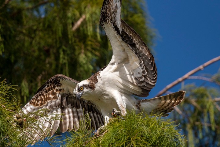 a hawk flying in the sky