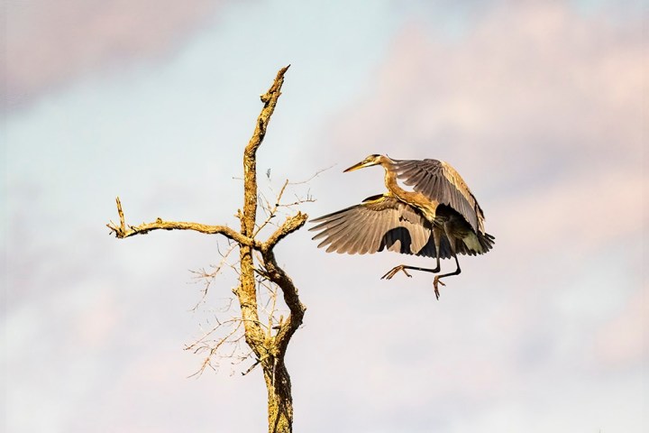 a bird perched on a tree branch