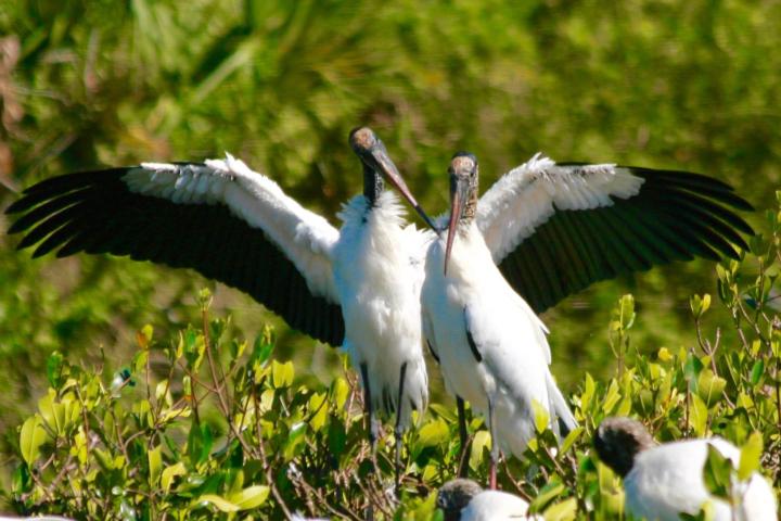 a flock of seagulls standing on grass