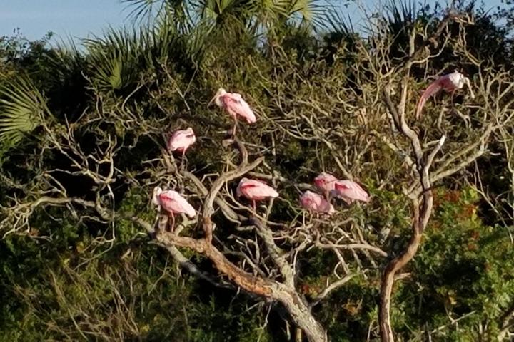 a group of pink flowers on a tree