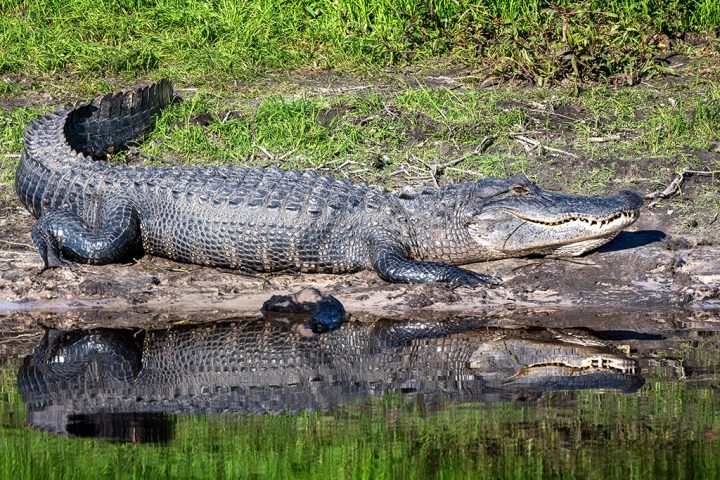 a close up of a reptile