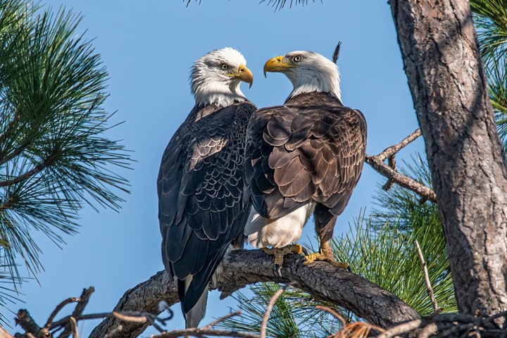 a bird sitting on a branch