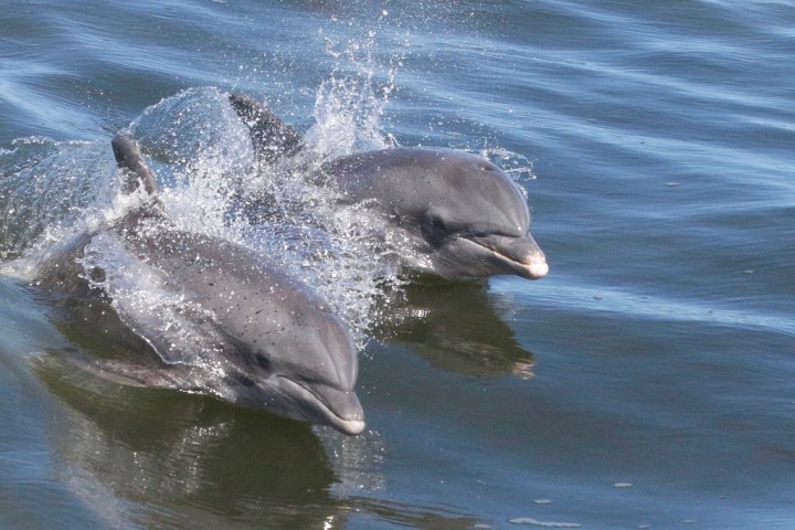 a dog swimming in a body of water