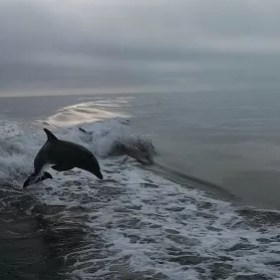 a dog standing on top of a wave in the ocean