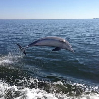 a whale jumping out of a body of water