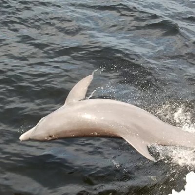 an animal swimming in the water