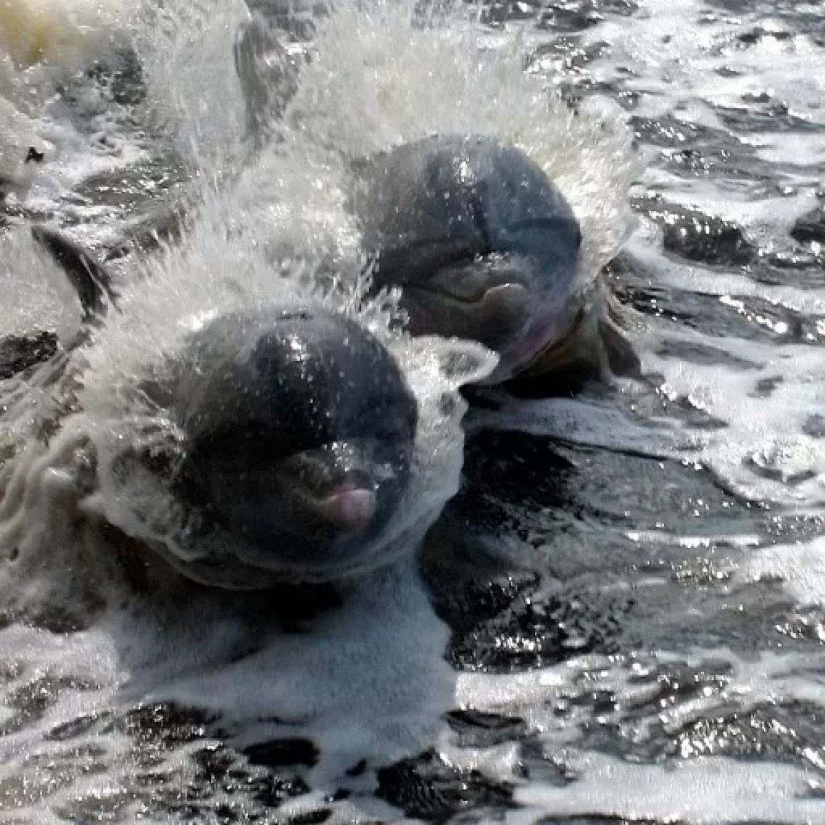 a bear lying on top of a body of water