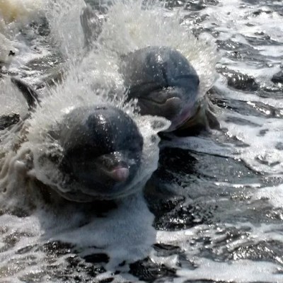 a bear lying on top of a body of water