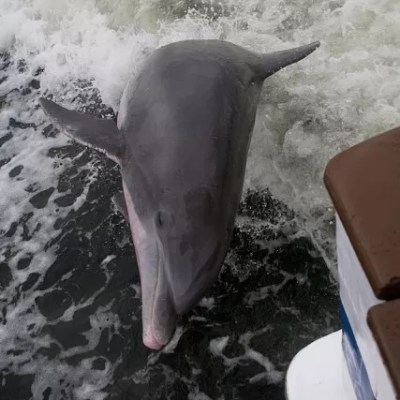 a cow standing on top of a wave