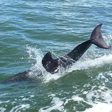 a person riding a surf board on a body of water