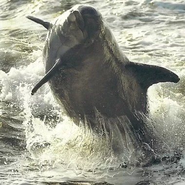 a dog in a body of water