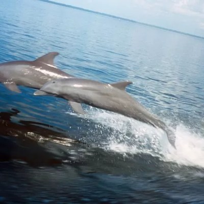 an animal swimming in the water