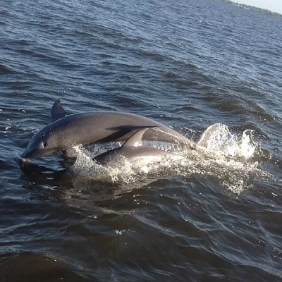 a dolphin jumping out of the water