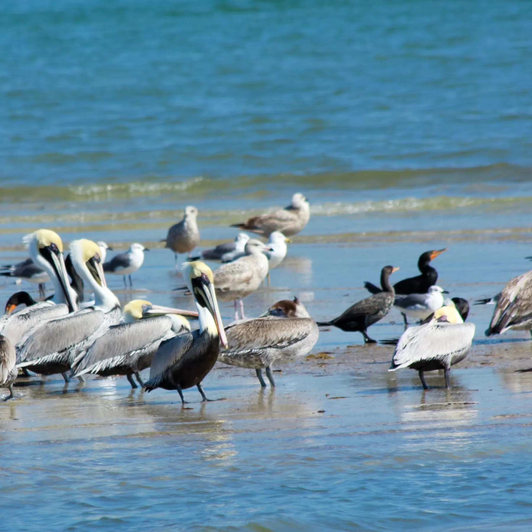 a flock of seagulls standing next to a body of water